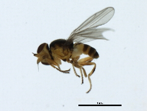  ( - PCPP10-0793)  @12 [ ] CreativeCommons - Attribution (2011) CBG Photography Group Centre for Biodiversity Genomics
