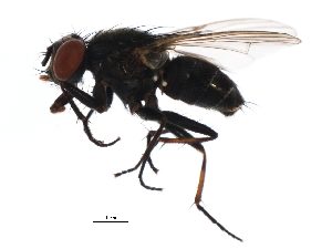  (Lispe albitarsis - PCPP10-0788)  @14 [ ] CreativeCommons - Attribution (2011) CBG Photography Group Centre for Biodiversity Genomics