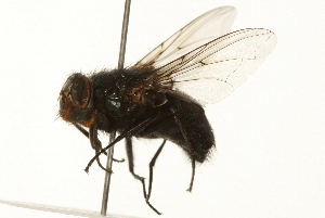  ( - 09BBEDI-0124)  @13 [ ] CreativeCommons - Attribution (2009) CBG Photography Group Centre for Biodiversity Genomics