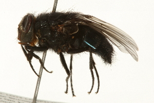  ( - 09BBEDI-0126)  @13 [ ] CreativeCommons - Attribution (2009) CBG Photography Group Centre for Biodiversity Genomics