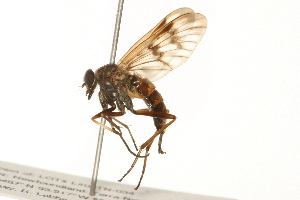  ( - 09BBEDI-0143)  @13 [ ] CreativeCommons - Attribution (2009) CBG Photography Group Centre for Biodiversity Genomics