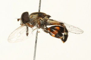  ( - 09BBEDI-0183)  @13 [ ] CreativeCommons - Attribution (2009) CBG Photography Group Centre for Biodiversity Genomics