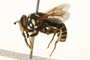  ( - 09BBEDI-0191)  @13 [ ] CreativeCommons - Attribution (2009) CBG Photography Group Centre for Biodiversity Genomics