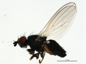  (Chamaemyia geniculata - 09BBEDI-0407)  @14 [ ] CreativeCommons - Attribution (2009) CBG Photography Group Centre for Biodiversity Genomics
