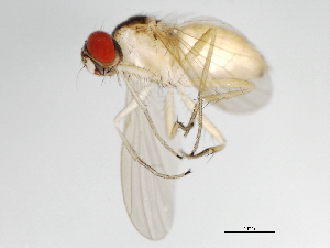  ( - 09BBEDI-0434)  @13 [ ] CreativeCommons - Attribution (2009) CBG Photography Group Centre for Biodiversity Genomics
