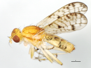  ( - 09BBEDI-0534)  @13 [ ] CreativeCommons - Attribution (2010) CBG Photography Group Centre for Biodiversity Genomics