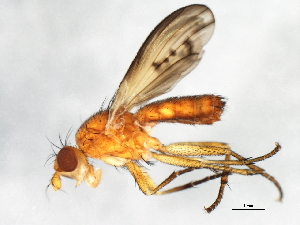  (Tetanocera oxia - 09BBEDI-0773)  @14 [ ] CreativeCommons - Attribution (2010) CBG Photography Group Centre for Biodiversity Genomics