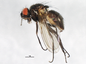  (Thricops hirtulus - 09BBEDI-0874)  @14 [ ] CreativeCommons - Attribution (2010) CBG Photography Group Centre for Biodiversity Genomics