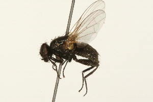  ( - 09BBEDI-0065)  @13 [ ] CreativeCommons - Attribution (2009) CBG Photography Group Centre for Biodiversity Genomics