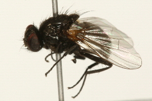  ( - 09BBEDI-0067)  @13 [ ] CreativeCommons - Attribution (2009) CBG Photography Group Centre for Biodiversity Genomics