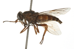  (Hybomitra minuscula - 09BBEDI-0276)  @14 [ ] CreativeCommons - Attribution (2009) CBG Photography Group Centre for Biodiversity Genomics
