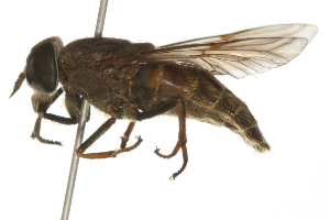  (Hybomitra frontalis - 09BBEDI-0281)  @14 [ ] CreativeCommons - Attribution (2009) CBG Photography Group Centre for Biodiversity Genomics
