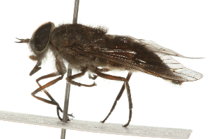  ( - 09BBEDI-0283)  @12 [ ] CreativeCommons - Attribution (2009) CBG Photography Group Centre for Biodiversity Genomics