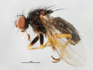  ( - 09BBEDI-1103)  @13 [ ] CreativeCommons - Attribution (2010) CBG Photography Group Centre for Biodiversity Genomics