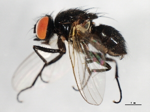  ( - 09BBEDI-1113)  @12 [ ] CreativeCommons - Attribution (2010) CBG Photography Group Centre for Biodiversity Genomics