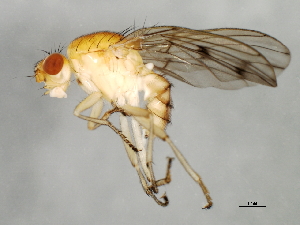  ( - 09BBEDI-1159)  @13 [ ] CreativeCommons - Attribution (2010) CBG Photography Group Centre for Biodiversity Genomics