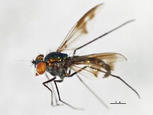  ( - 09BBEDI-1280)  @12 [ ] CreativeCommons - Attribution (2010) CBG Photography Group Centre for Biodiversity Genomics