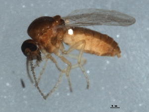  (Forcipomyia sp. 6ES - 09BBEDI-1329)  @12 [ ] CreativeCommons - Attribution (2010) CBG Photography Group Centre for Biodiversity Genomics