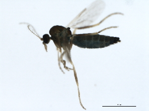  ( - 09BBEDI-1368)  @13 [ ] CreativeCommons - Attribution (2010) CBG Photography Group Centre for Biodiversity Genomics
