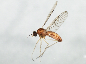  ( - 09BBEDI-1405)  @13 [ ] CreativeCommons - Attribution (2010) CBG Photography Group Centre for Biodiversity Genomics