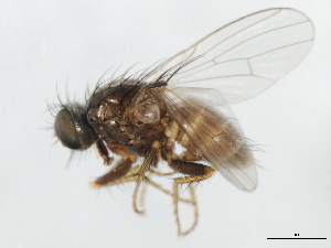  ( - 09BBEDI-1432)  @13 [ ] CreativeCommons - Attribution (2010) CBG Photography Group Centre for Biodiversity Genomics