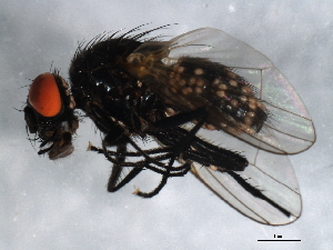  ( - 09BBEDI-1516)  @12 [ ] CreativeCommons - Attribution (2010) CBG Photography Group Centre for Biodiversity Genomics