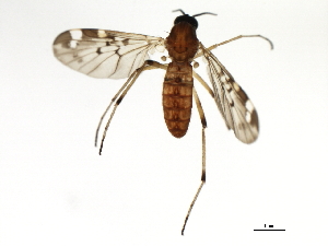  ( - 09BBEDI-1679)  @12 [ ] CreativeCommons - Attribution (2010) CBG Photography Group Centre for Biodiversity Genomics