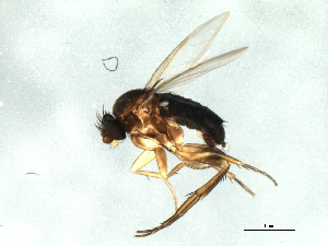  ( - 09BBEDI-1687)  @13 [ ] CreativeCommons - Attribution (2010) CBG Photography Group Centre for Biodiversity Genomics