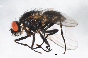  ( - 09BBEDI-1731)  @13 [ ] CreativeCommons - Attribution (2010) CBG Photography Group Centre for Biodiversity Genomics