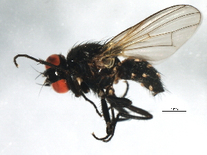  ( - 09BBEDI-1744)  @13 [ ] CreativeCommons - Attribution (2010) CBG Photography Group Centre for Biodiversity Genomics