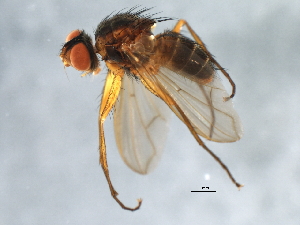  ( - 09BBEDI-1773)  @12 [ ] CreativeCommons - Attribution (2010) CBG Photography Group Centre for Biodiversity Genomics