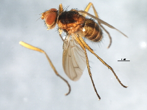  ( - 09BBEDI-1887)  @12 [ ] CreativeCommons - Attribution (2010) CBG Photography Group Centre for Biodiversity Genomics