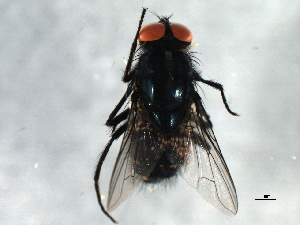  ( - 09BBEDI-1915)  @12 [ ] CreativeCommons - Attribution (2010) CBG Photography Group Centre for Biodiversity Genomics