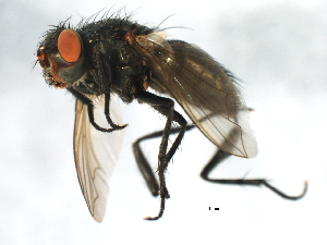  ( - 09BBEDI-1939)  @14 [ ] CreativeCommons - Attribution (2010) CBG Photography Group Centre for Biodiversity Genomics