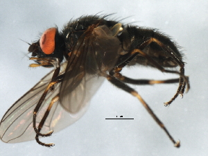  ( - 09BBEDI-1946)  @13 [ ] CreativeCommons - Attribution (2010) CBG Photography Group Centre for Biodiversity Genomics
