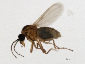  ( - 09BBEDI-1599)  @13 [ ] CreativeCommons - Attribution (2010) CBG Photography Group Centre for Biodiversity Genomics