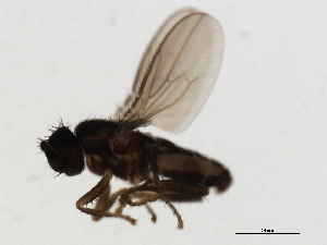  ( - 09BBEDI-1603)  @12 [ ] CreativeCommons - Attribution (2010) CBG Photography Group Centre for Biodiversity Genomics