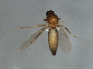  ( - 09BBEDI-1640)  @12 [ ] CreativeCommons - Attribution (2010) CBG Photography Group Centre for Biodiversity Genomics