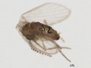  ( - 09BBEDI-1836)  @12 [ ] CreativeCommons - Attribution (2010) CBG Photography Group Centre for Biodiversity Genomics