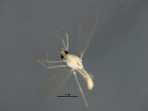  ( - 09BBEDI-2096)  @12 [ ] CreativeCommons - Attribution (2010) CBG Photography Group Centre for Biodiversity Genomics