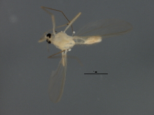  ( - 09BBEDI-2097)  @12 [ ] CreativeCommons - Attribution (2010) CBG Photography Group Centre for Biodiversity Genomics