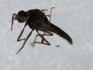  ( - 09BBEDI-2141)  @12 [ ] CreativeCommons - Attribution (2010) CBG Photography Group Centre for Biodiversity Genomics