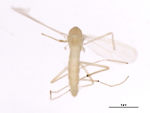  ( - 09BBEDI-2173)  @12 [ ] CreativeCommons - Attribution (2010) CBG Photography Group Centre for Biodiversity Genomics