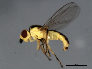 ( - 09BBEDI-2255)  @12 [ ] CreativeCommons - Attribution (2010) CBG Photography Group Centre for Biodiversity Genomics