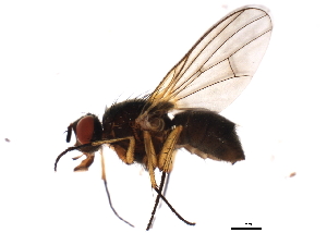  ( - 09BBEDI-2633)  @12 [ ] CreativeCommons - Attribution (2010) CBG Photography Group Centre for Biodiversity Genomics