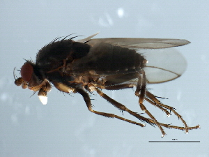  ( - 09BBEDI-2221)  @13 [ ] CreativeCommons - Attribution (2010) CBG Photography Group Centre for Biodiversity Genomics