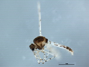  ( - 09BBEDI-2417)  @12 [ ] CreativeCommons - Attribution (2010) CBG Photography Group Centre for Biodiversity Genomics