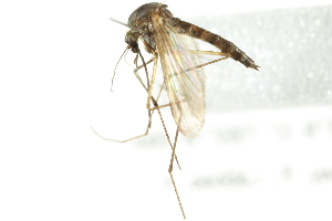  (Aedes communis - 09BBEDI-2762)  @15 [ ] CreativeCommons - Attribution (2010) CBG Photography Group Centre for Biodiversity Genomics