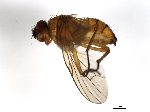  ( - 09BBEDI-1987)  @13 [ ] CreativeCommons - Attribution (2010) CBG Photography Group Centre for Biodiversity Genomics