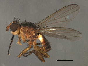  ( - 08BBDIP-2229)  @13 [ ] CreativeCommons - Attribution (2009) CBG Photography Group Centre for Biodiversity Genomics